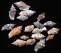 10 Schneckenhäuser 10 Schneckenhäuser