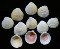 10 Muscheln 10 Muscheln