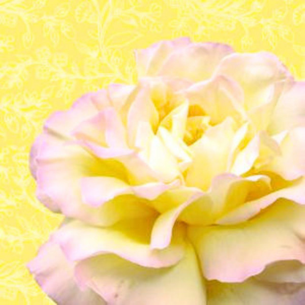 Servietten - Vanilla Rose