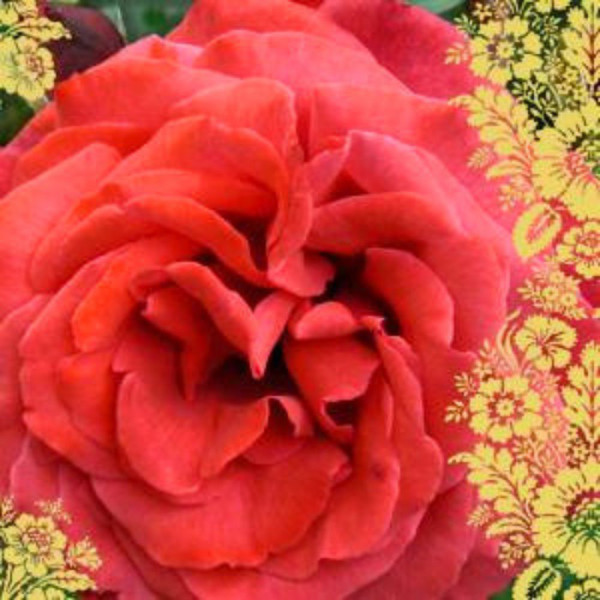 Servietten - Rosenstolz