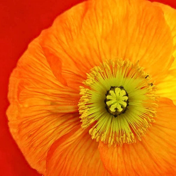 Servietten - Sunny Poppy