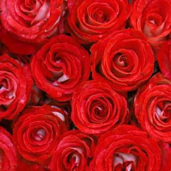 Servietten - Rose Rouge