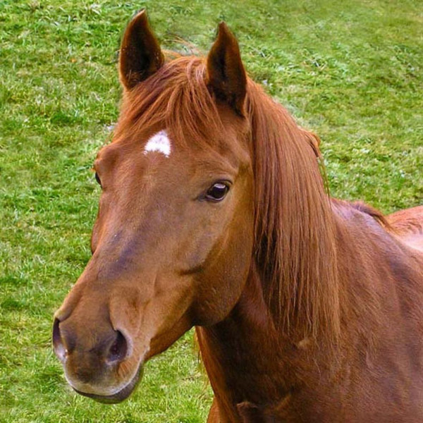 Servietten - Pferd