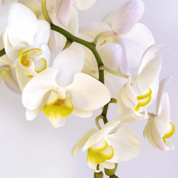 Serviette White Orchid Avantgard