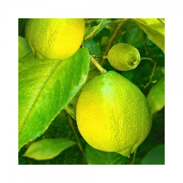 Cocktailservietten - Green Lemon