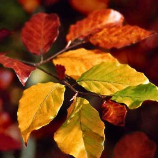 Servietten - Autumn Leaves